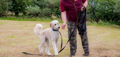 Venture Dog Training