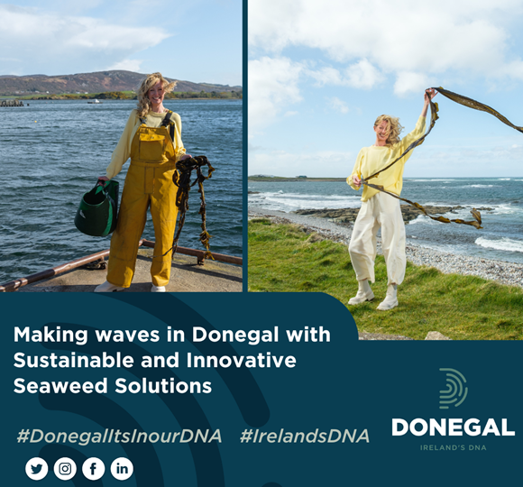 Making waves in Donegal with Sustainable and Innovative Seaweed Solutions
